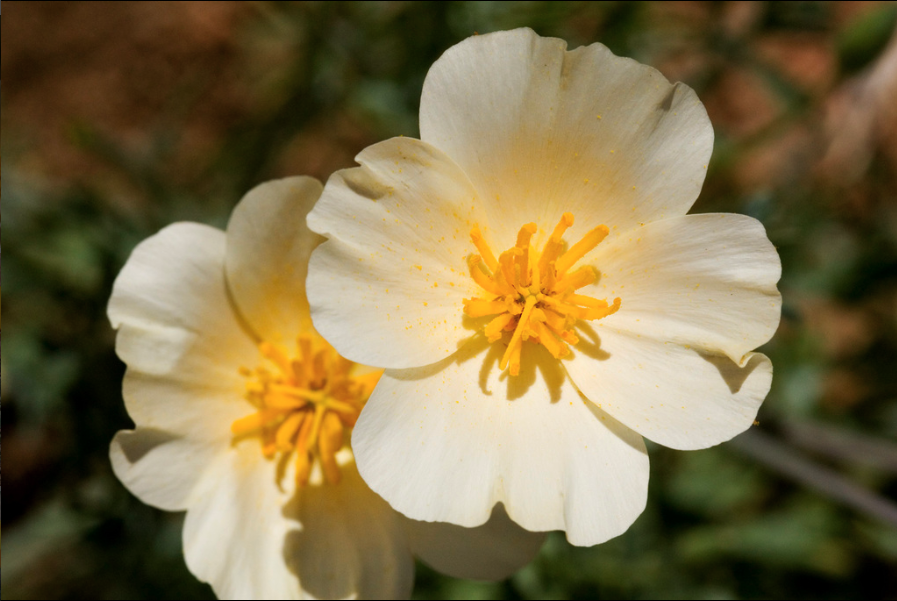 Mexican gold poppy