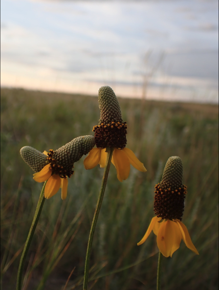 Mexican hat