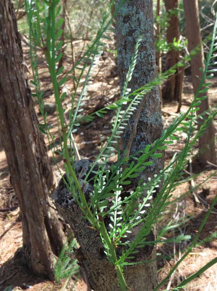 Miniature lupine