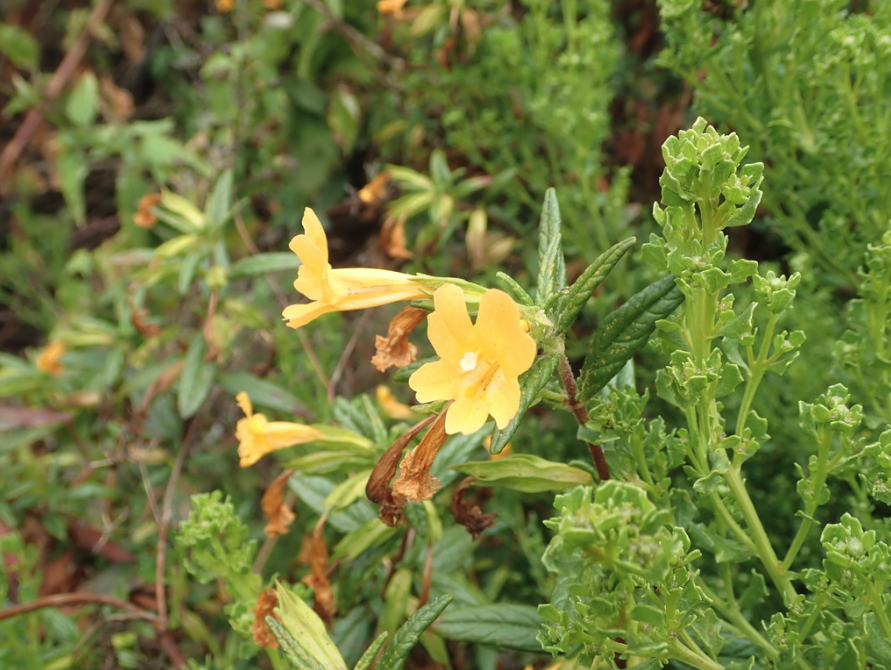 Monkeyflower