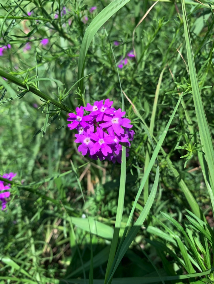 Moss verbena