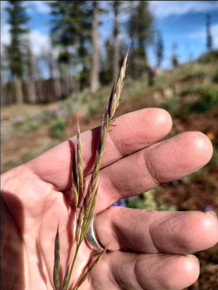 Mountain brome