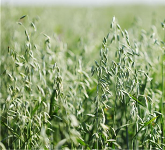 Goliath Oats