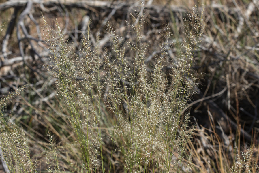 Mountain muhly