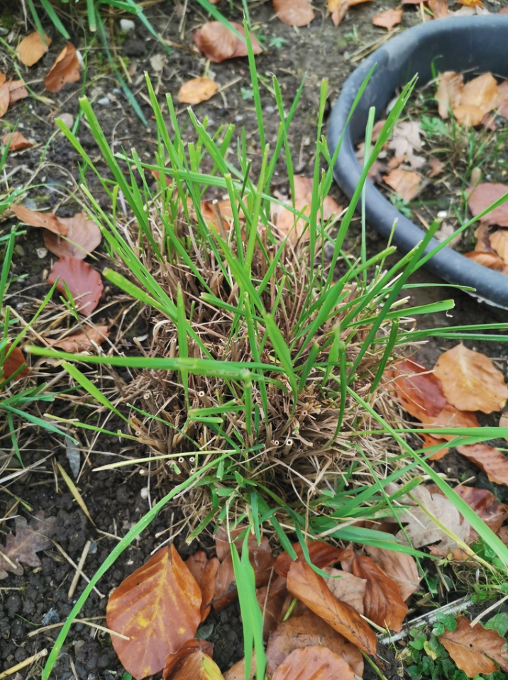 Mountain rye