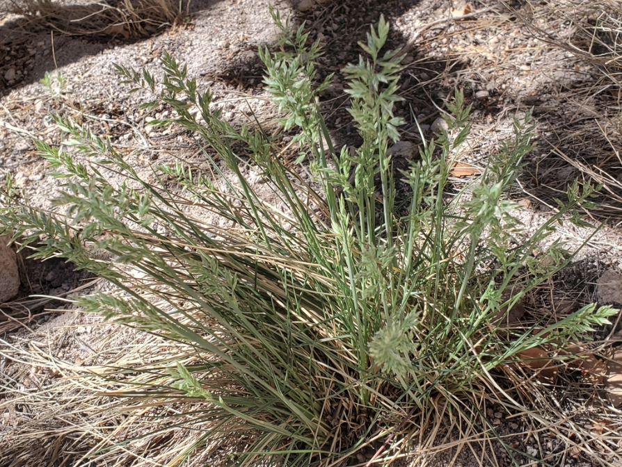 Muttongrass