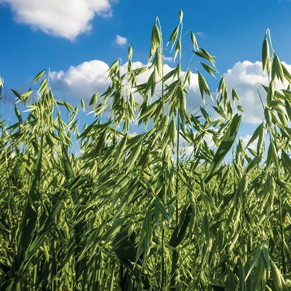 Morton Oats
