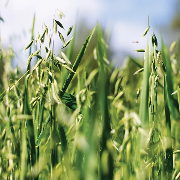 Spring Oats