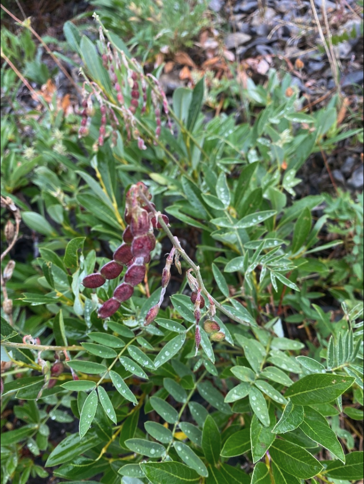 Northern sweetvetch