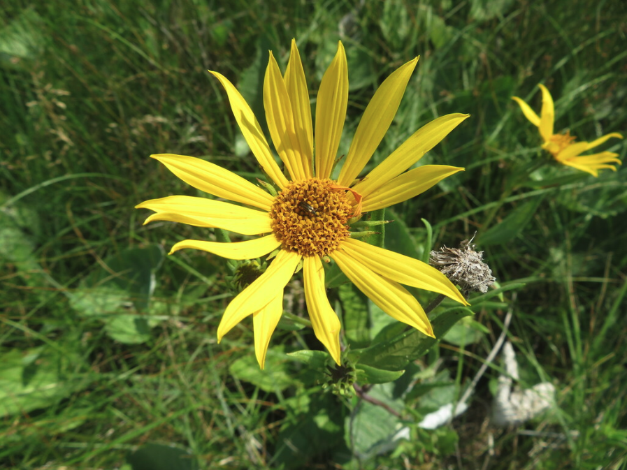 Nuttals sunflower