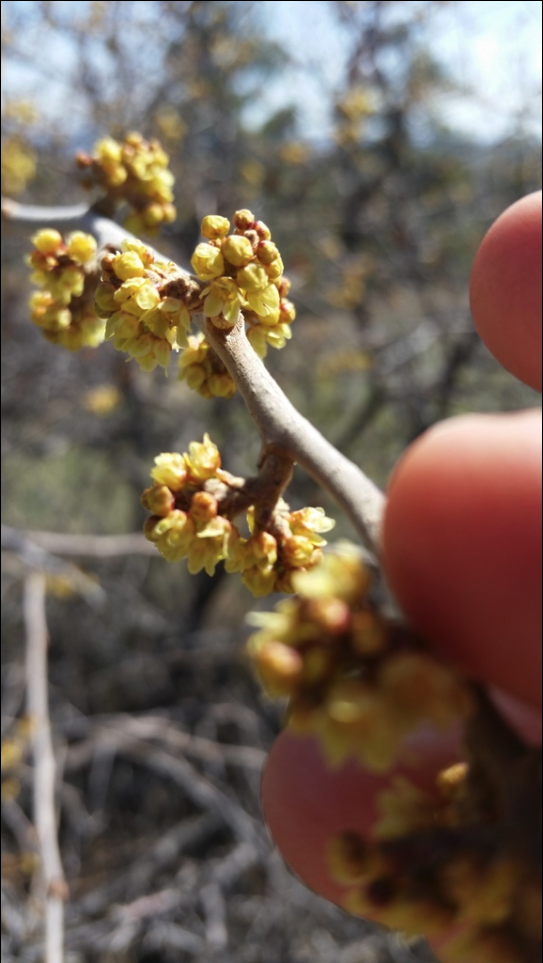 Oakbrush sumac