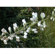 Indigo, White Wild (False)