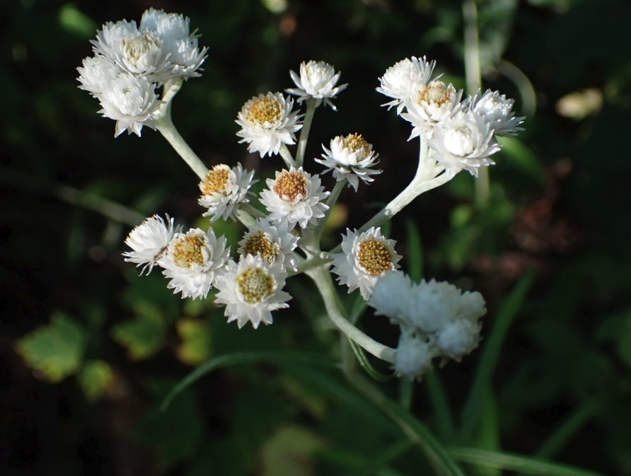 Pearly everlasting