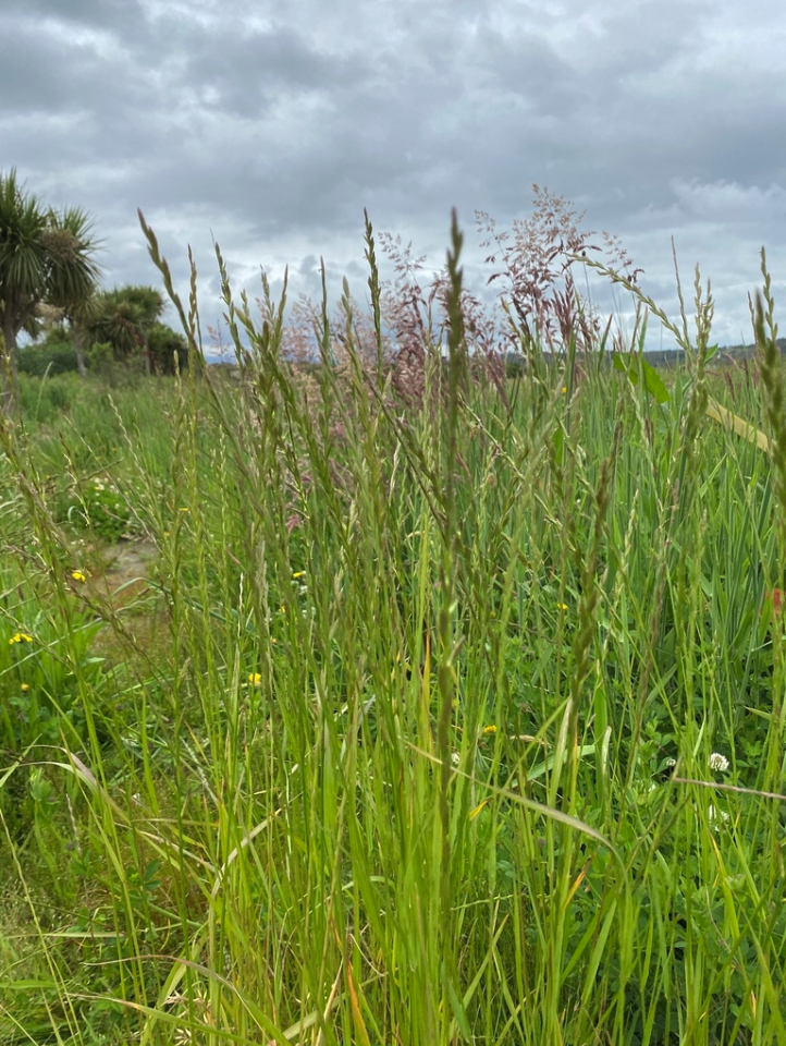 Perennial ryegrass