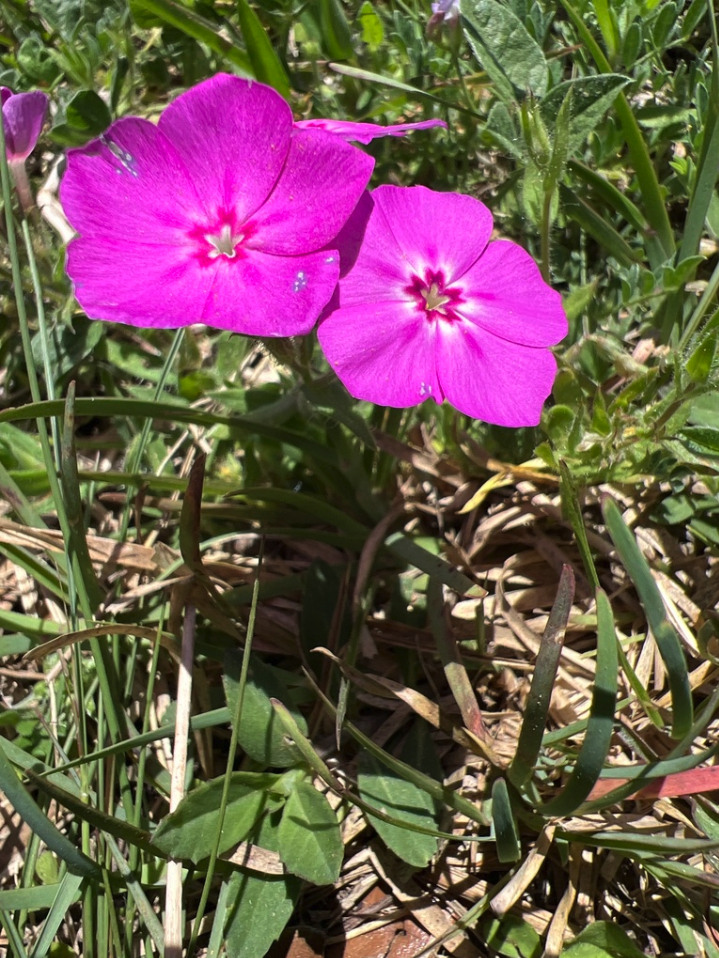 Phlox