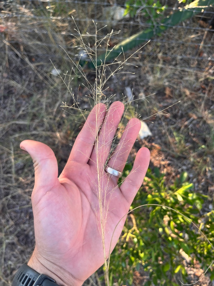 Plains lovegrass