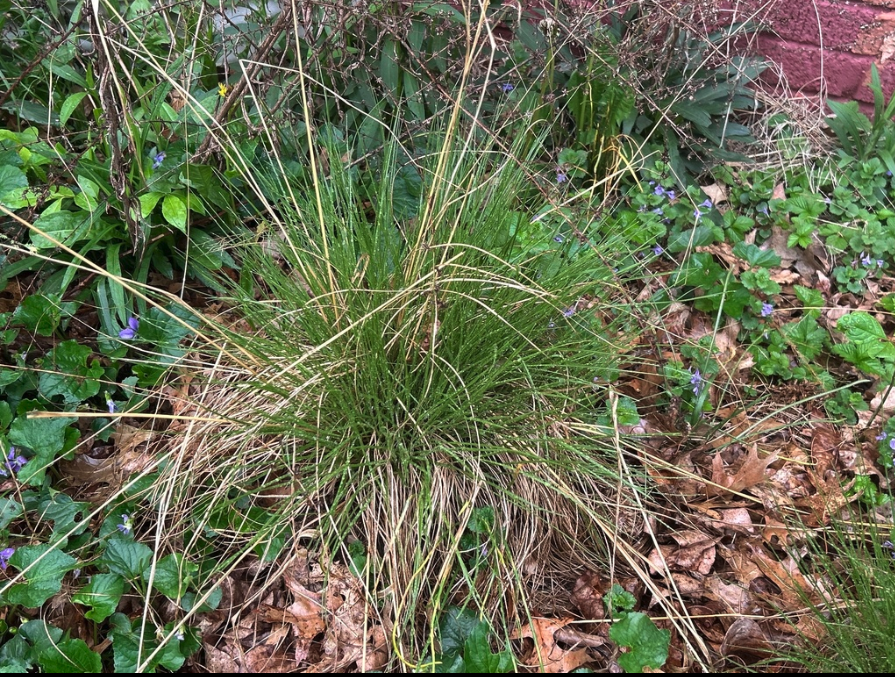 Prairie dropseed