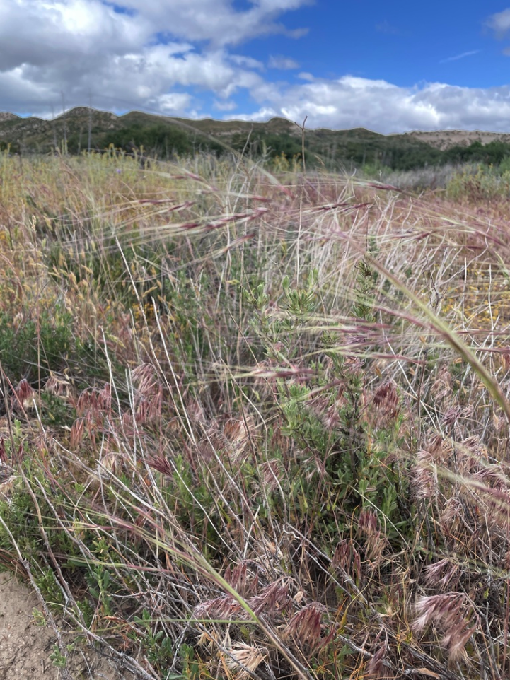 Purple Needlegrass