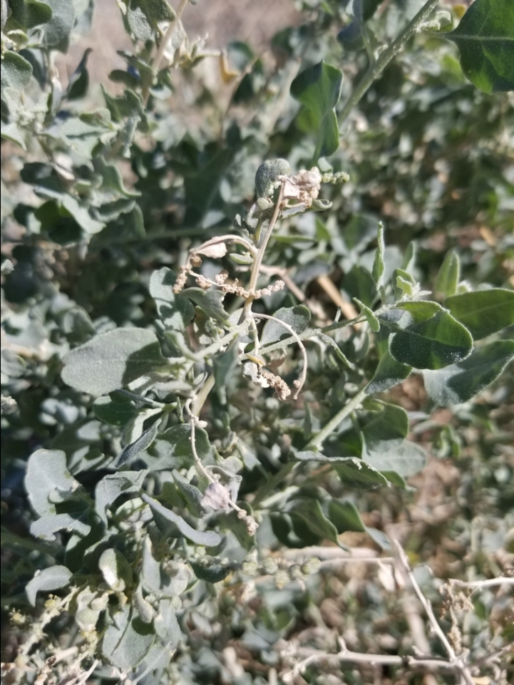 Quail bush