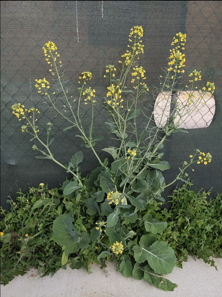 Rapeseed