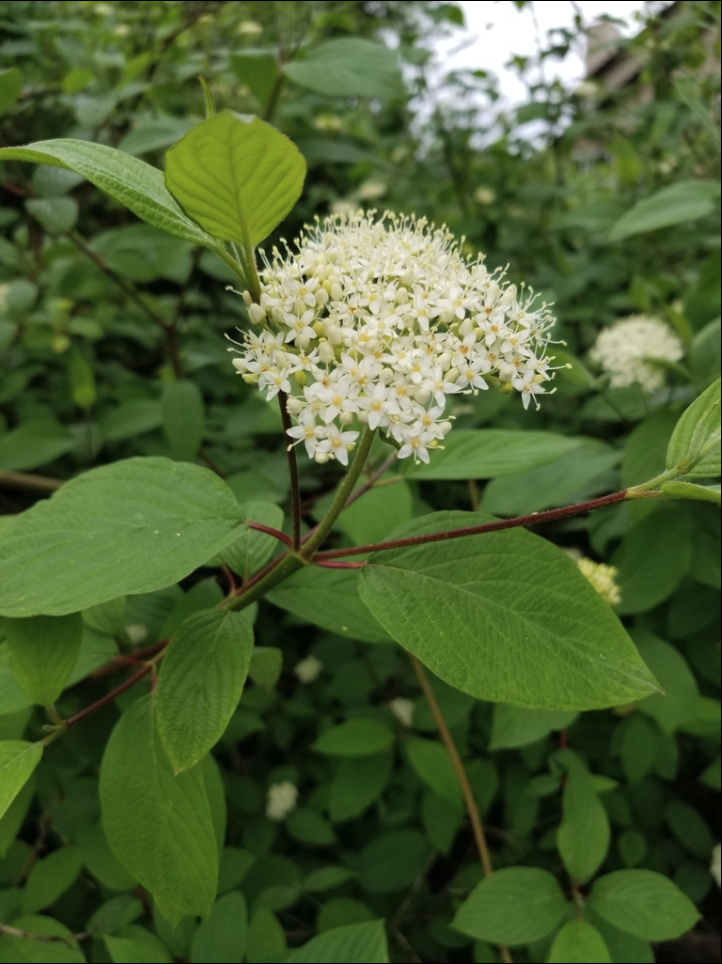 Redosier dogwood