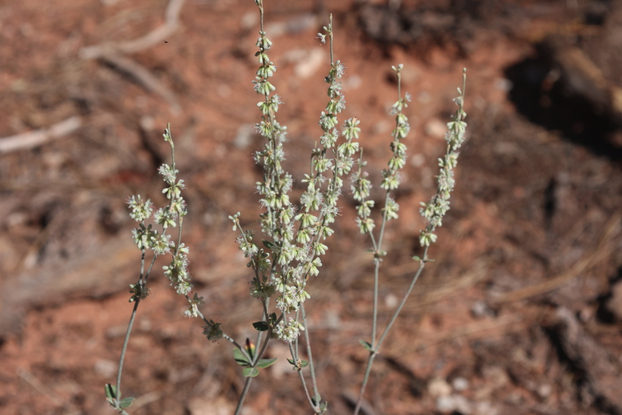Redroot flower