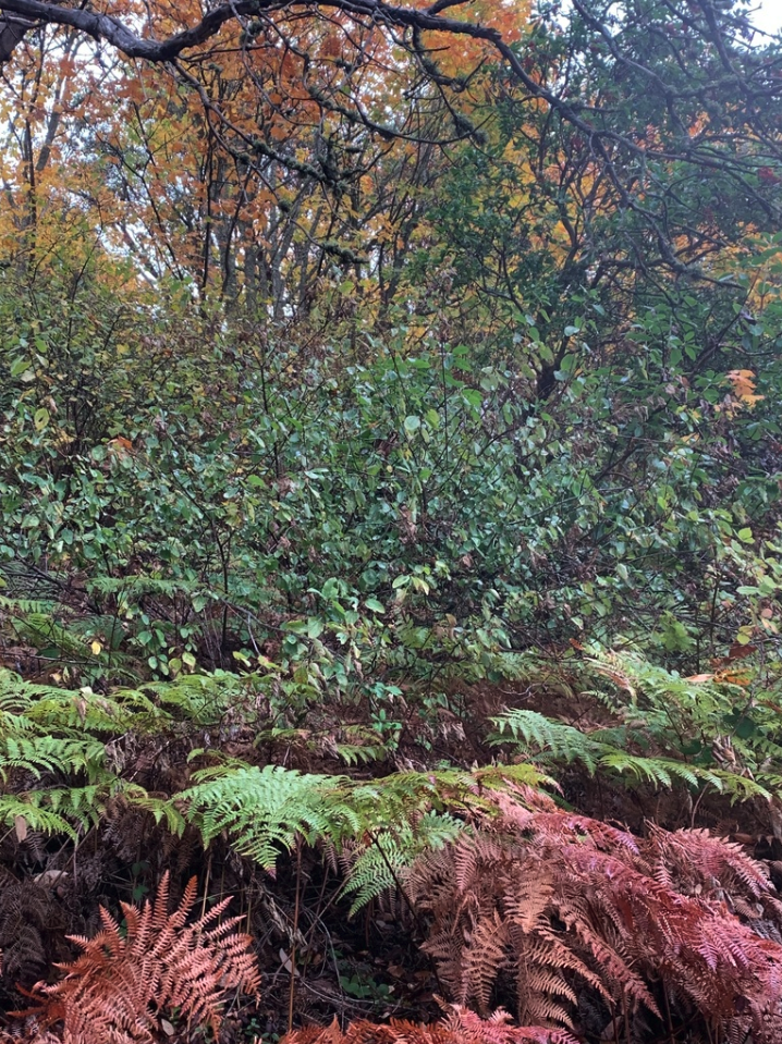 Redstem ceanothus