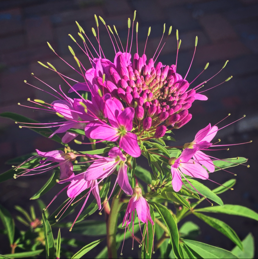 Rocky Mountain beeplant