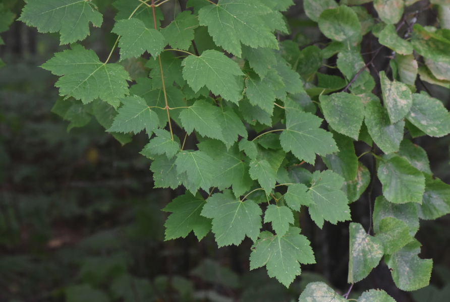 Rocky Mountain maple