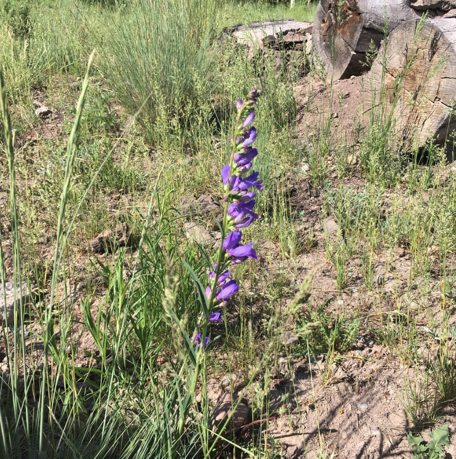 Rocky Mountain penstemon