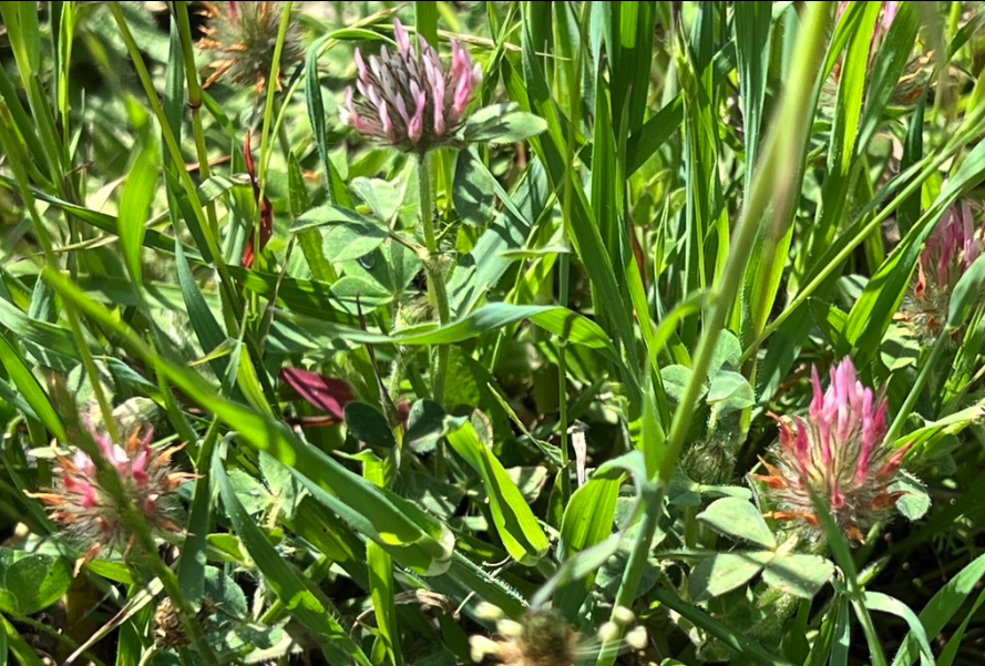Rose clover