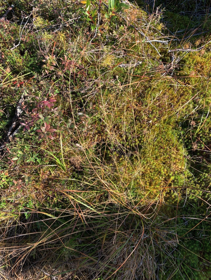 Rough bentgrass
