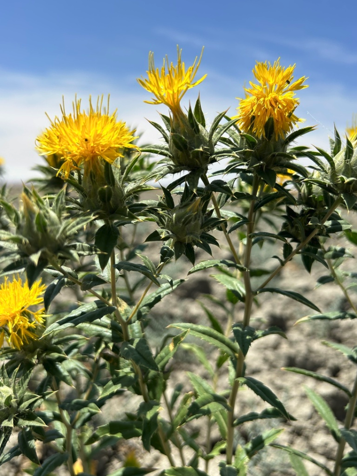 Safflower