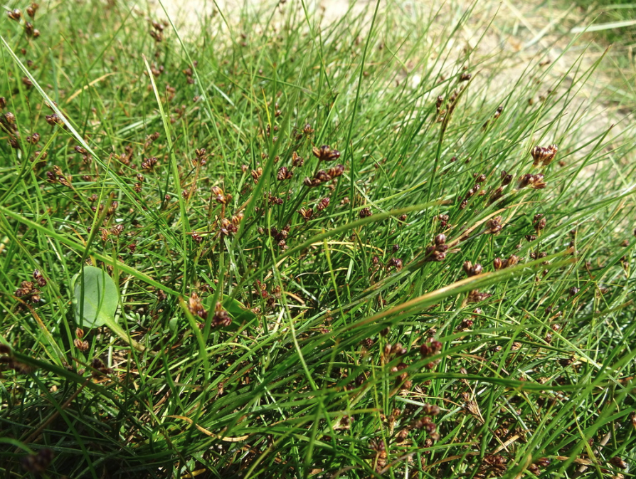 Saltmeadow rush