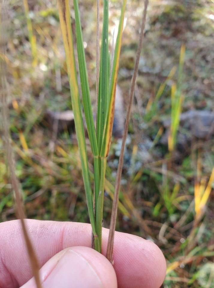 San Diego Bentgrass