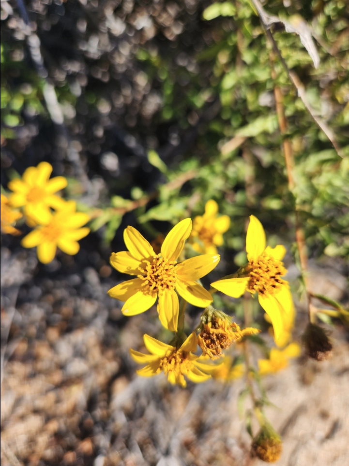 San Diego Sunflower