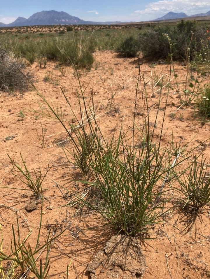 Sand dropseed