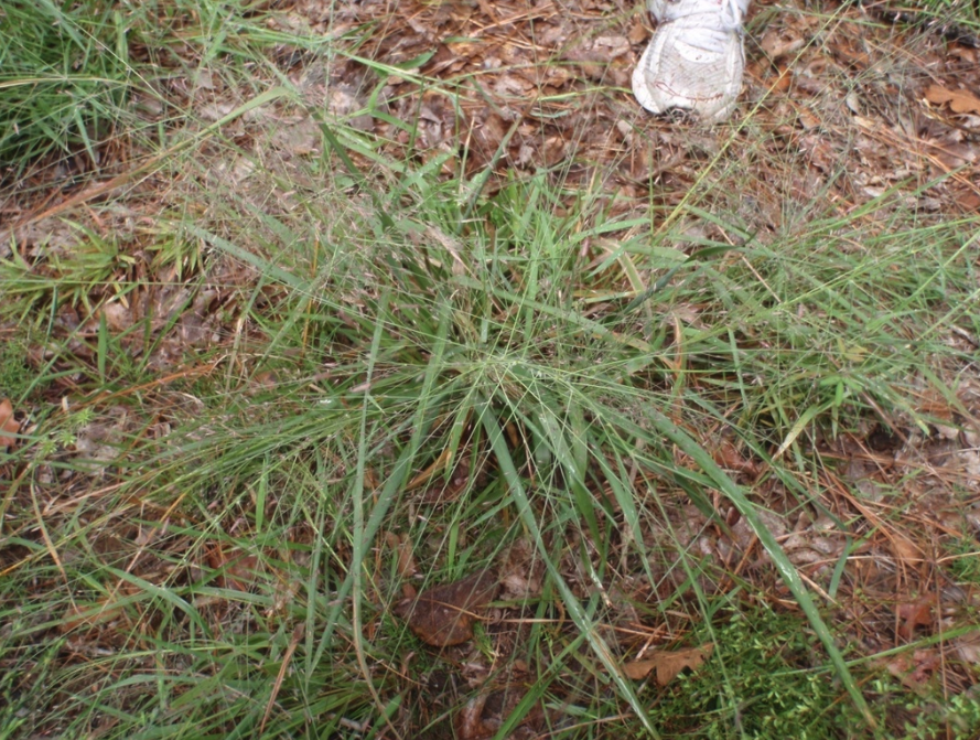 Sand Love Grass
