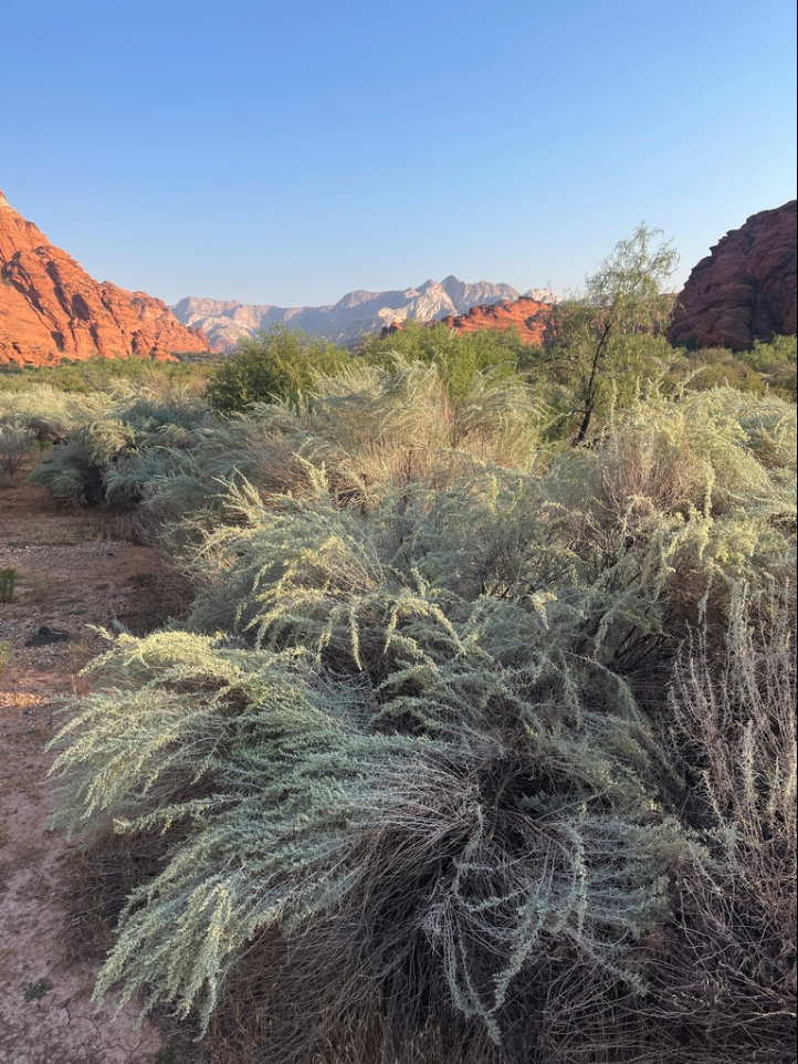 Sand sage