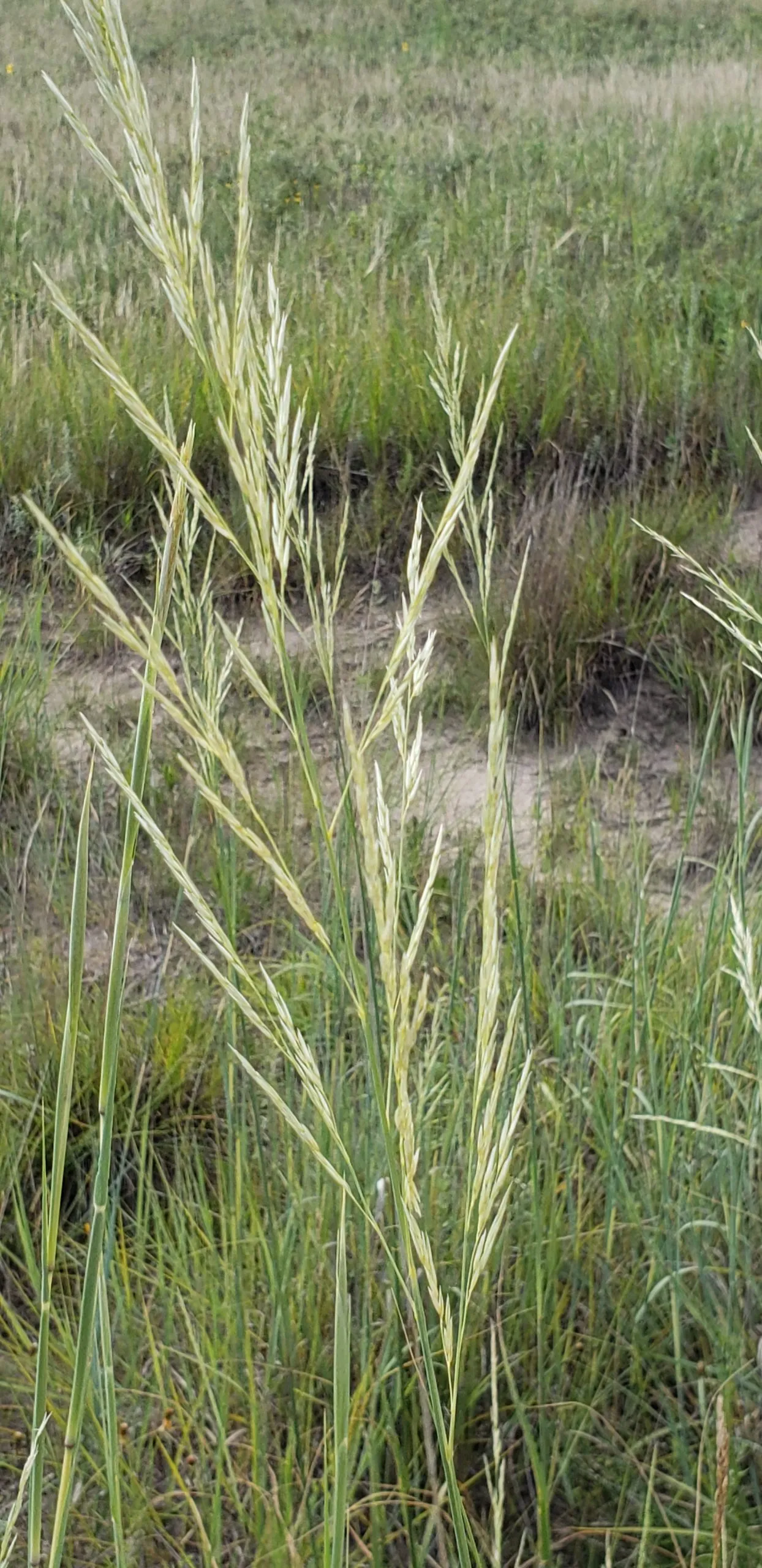 Prairie Sand Reed