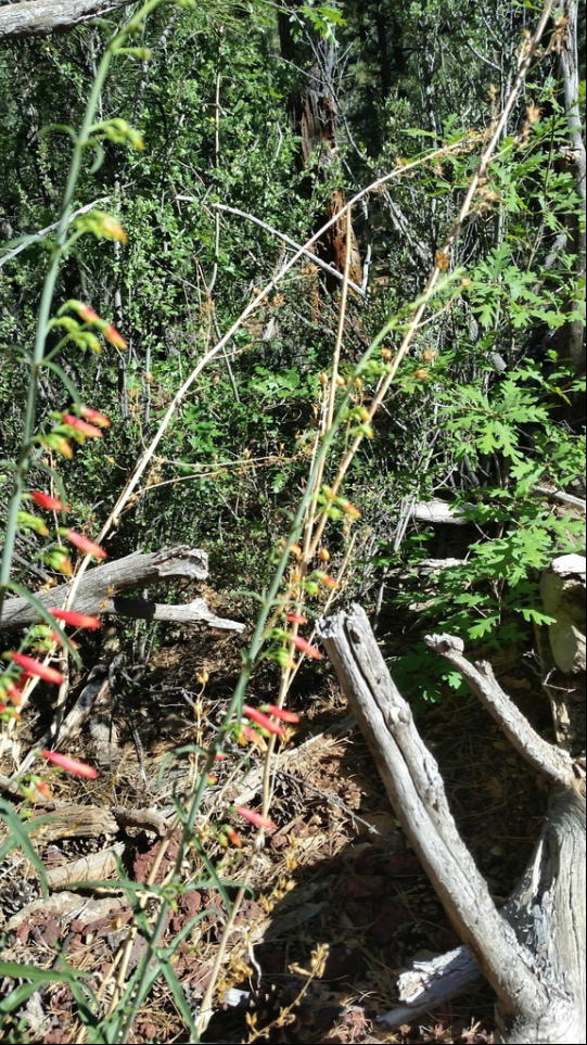 Scarlet bugler