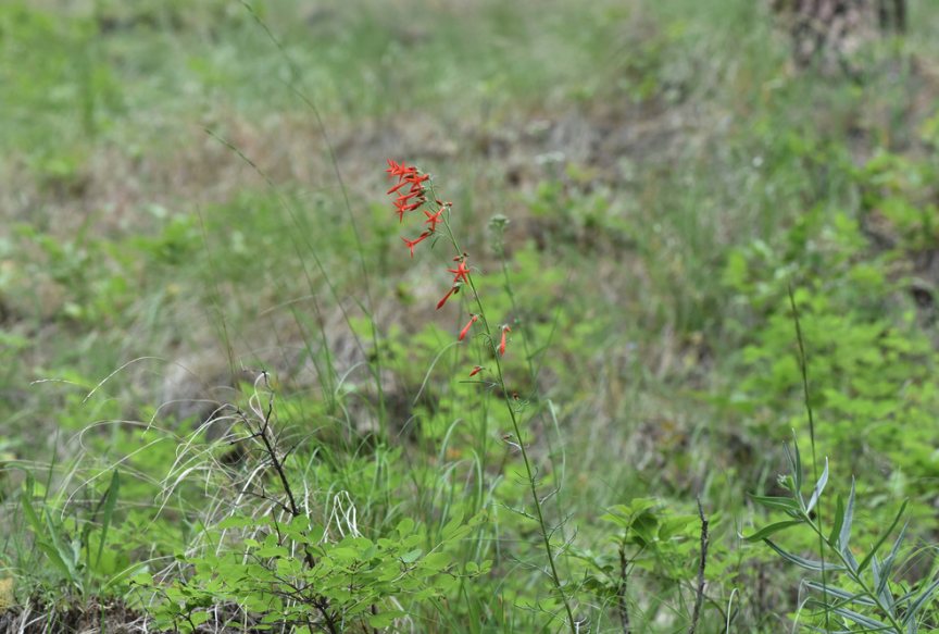 Scarlet gilia