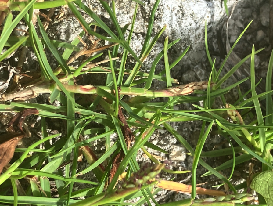 Seashore paspalum