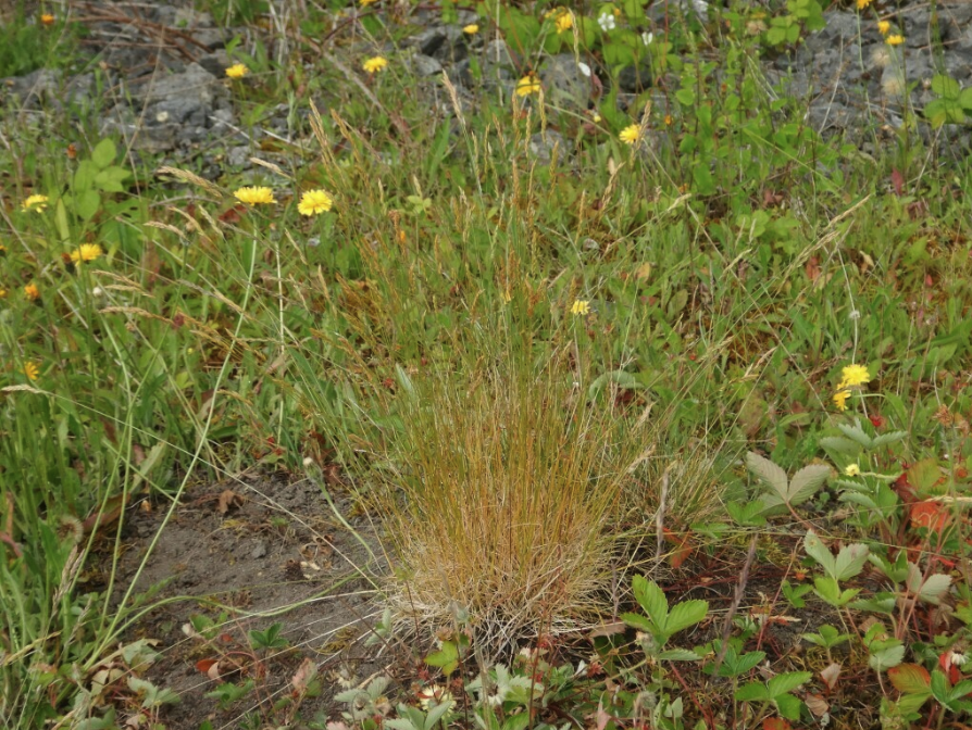 Sheep fescue