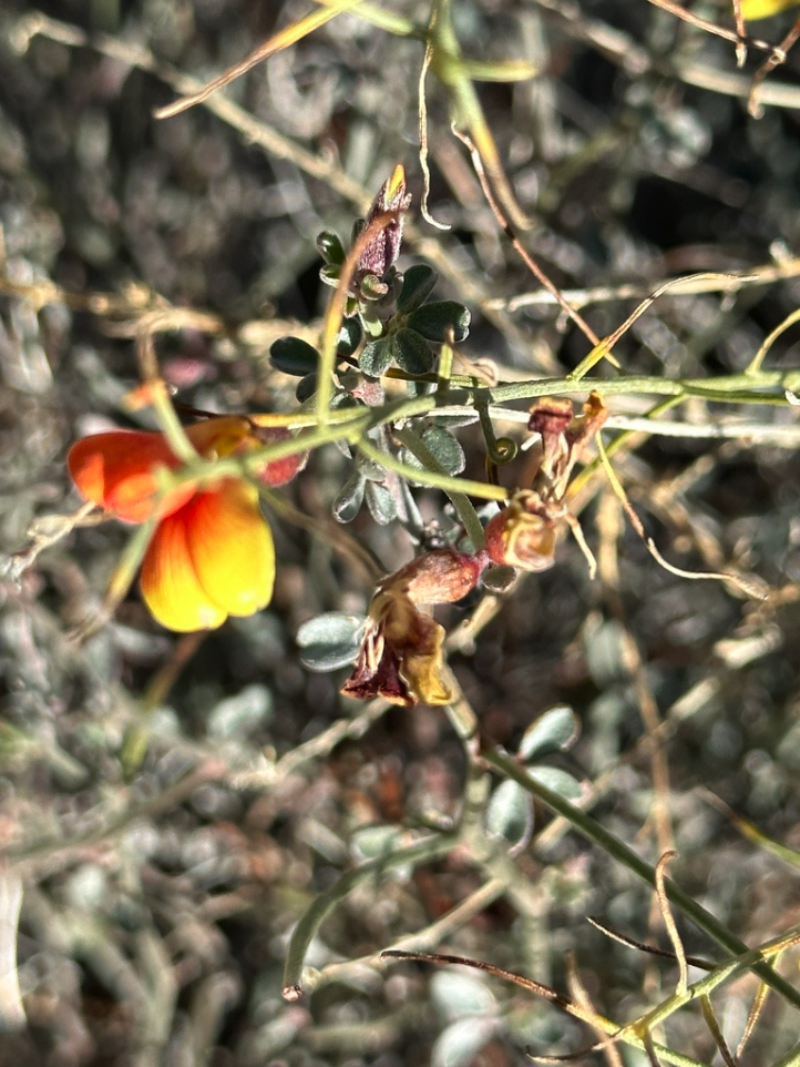 Shrubby deervetch