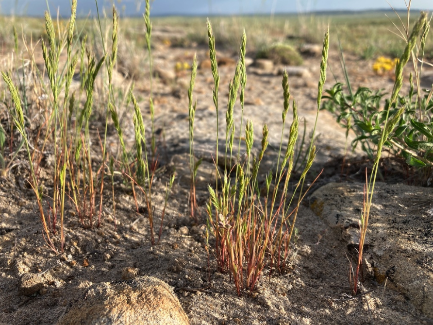 Sixweeks fescue