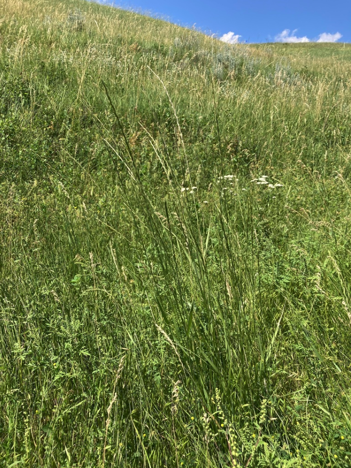 Slender wheatgrass