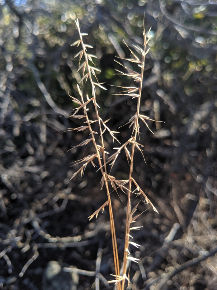 Small fescue