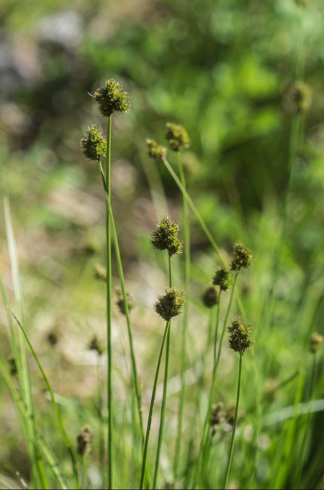 Small-winged sedge