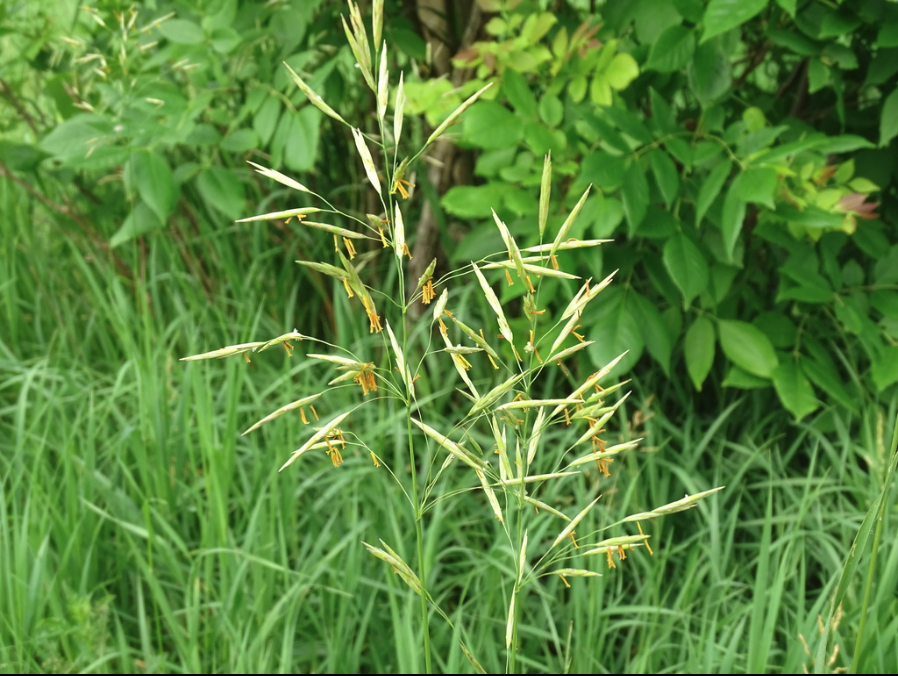 Smooth brome